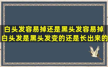 白头发容易掉还是黑头发容易掉 白头发是黑头发变的还是长出来的
